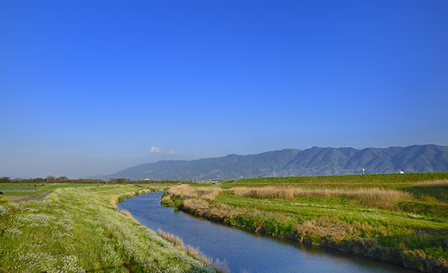 甘柿の生産量日本一の福岡。柿の産地として有名な県です。