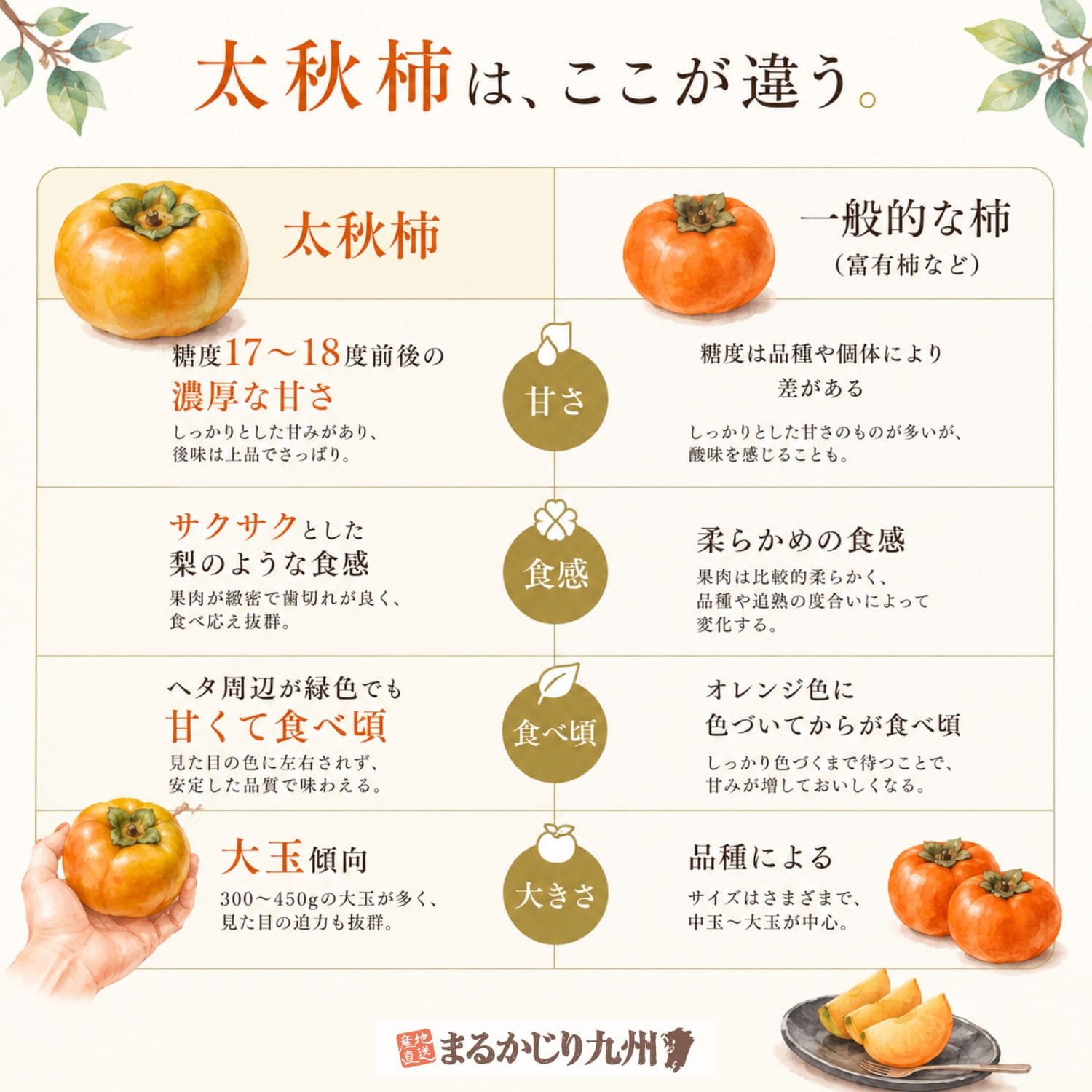 太秋柿と一般的な柿の違いを比較したインフォグラフィック