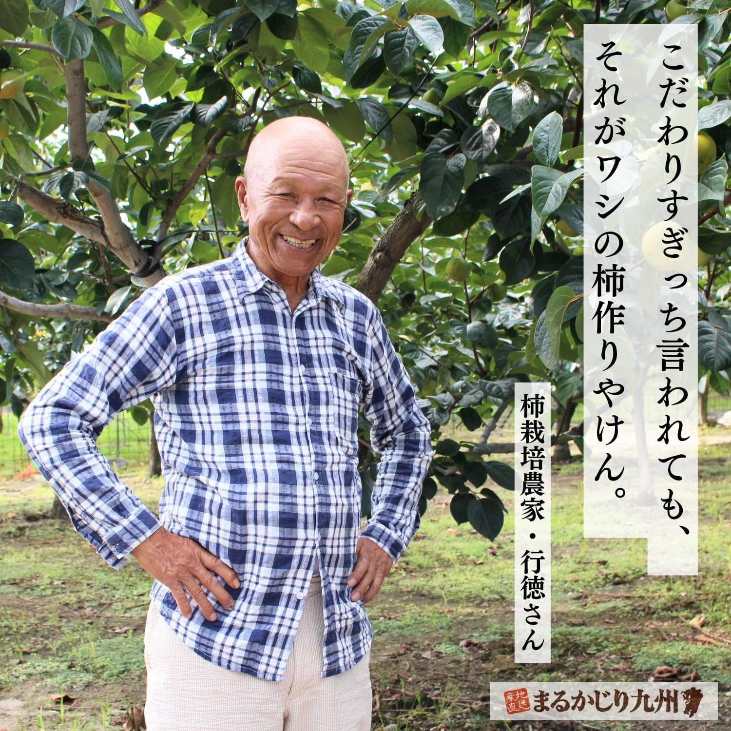 毎日柿の様子を観察し、甘い果実を育てる行徳さん