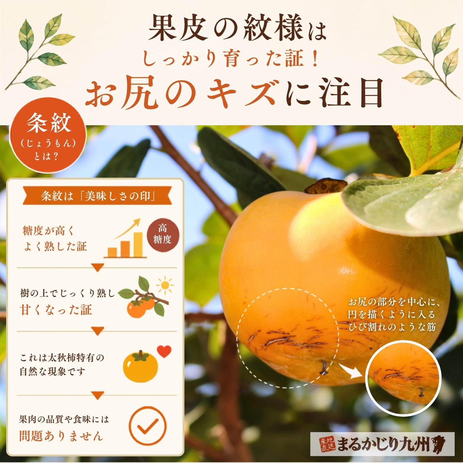 太秋柿の表面に現れる甘さの証である条紋の様子