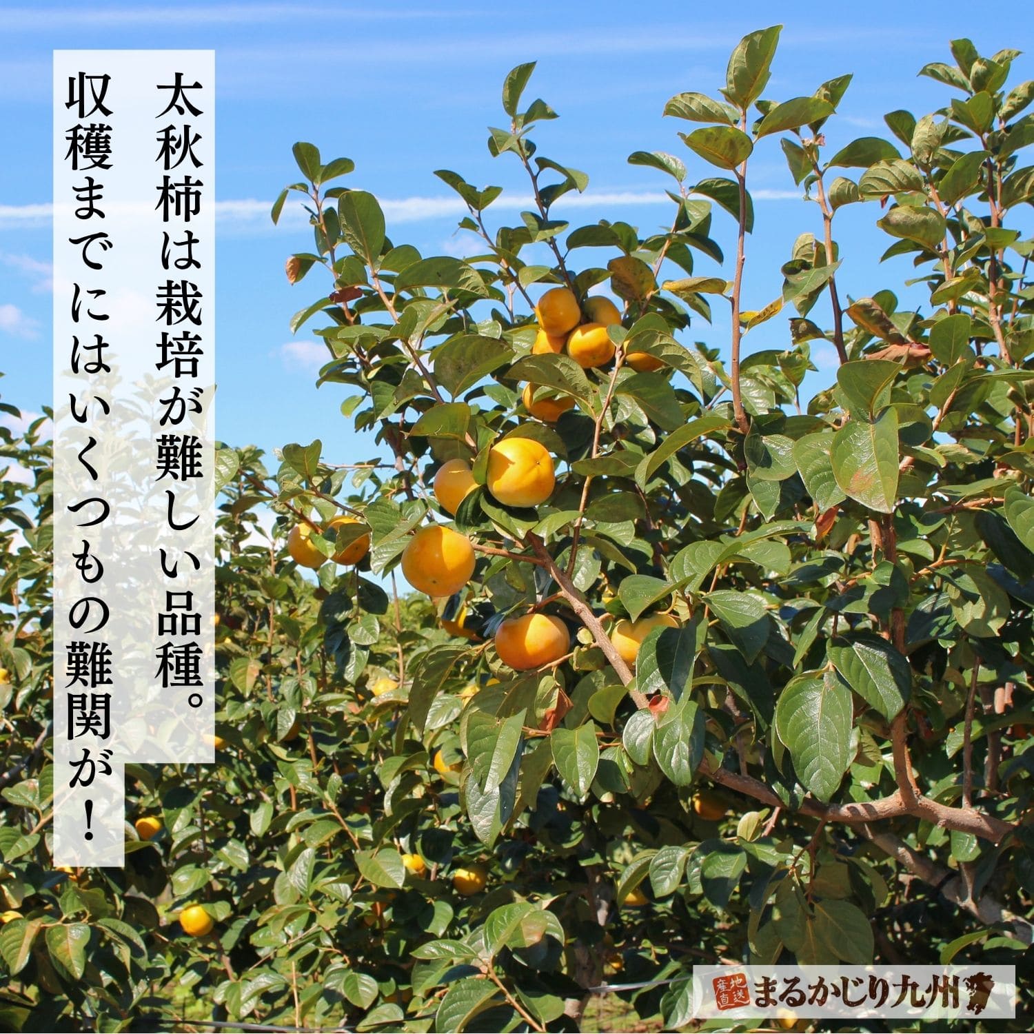 栽培が難しい太秋柿の園地