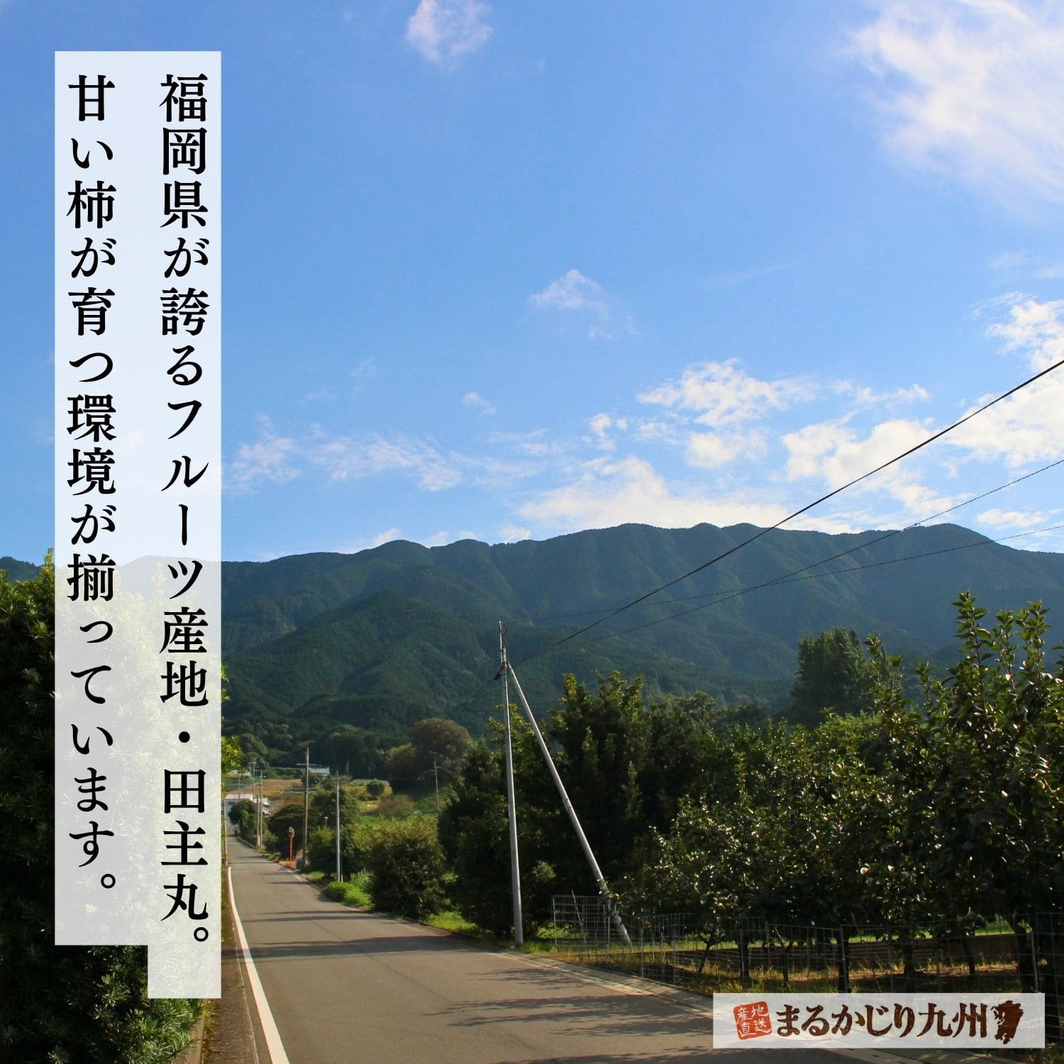 田主丸地区の果樹園風景