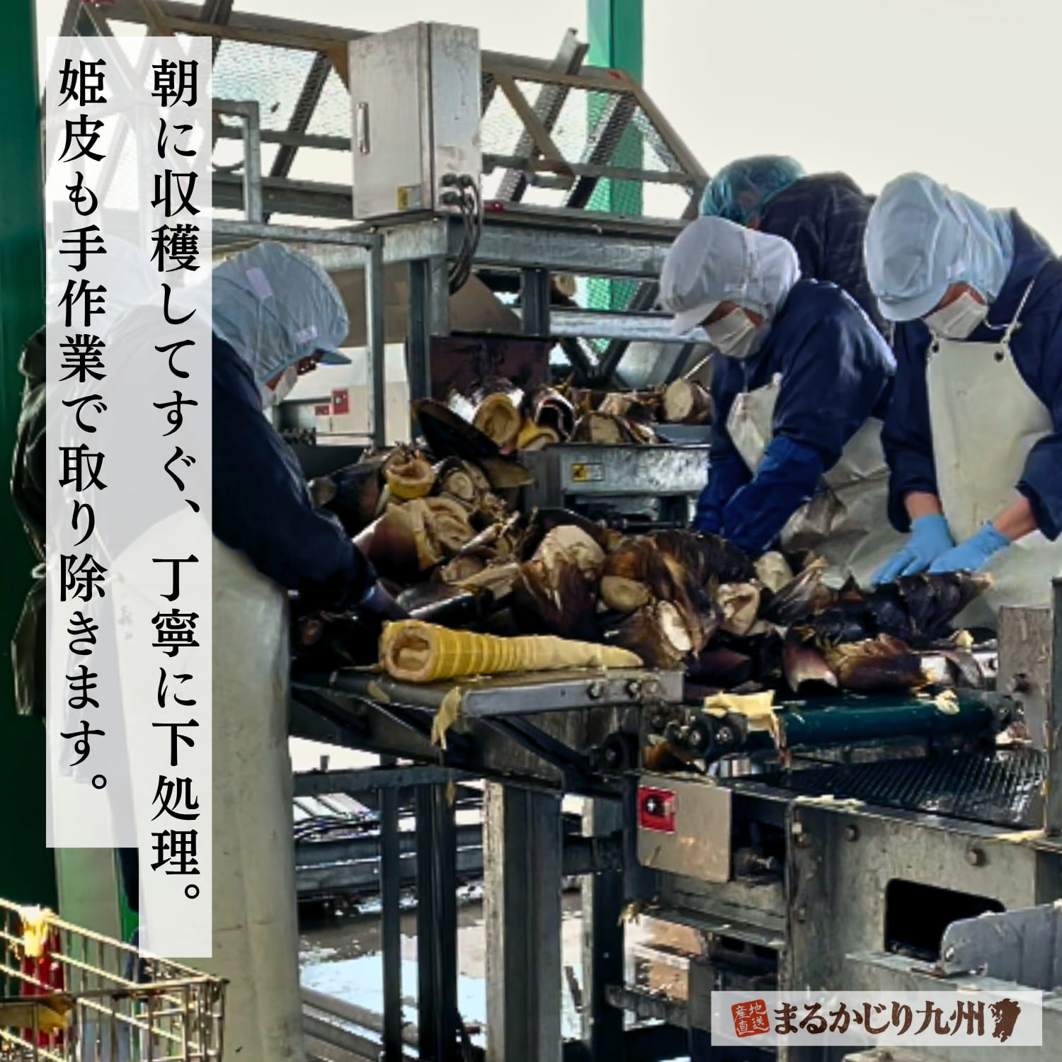 熊本県産たけのこを収穫当日に下処理する様子