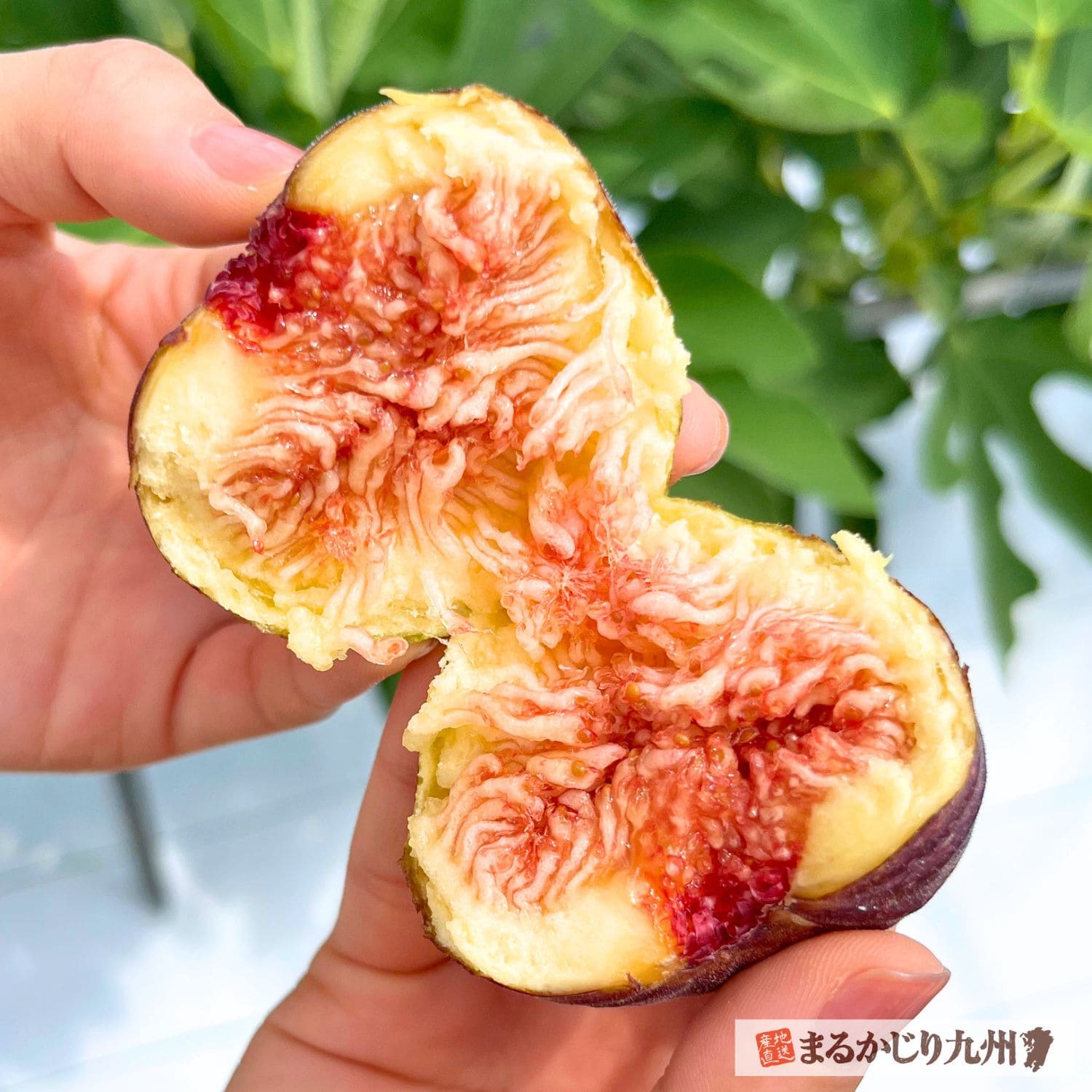 ルビー色の果肉が美しい博多とよみつひめの断面