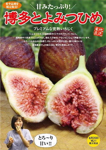 福岡県限定生産の希少いちじく「博多とよみつひめ」を産地直送で　産地直送　まるかじり九州