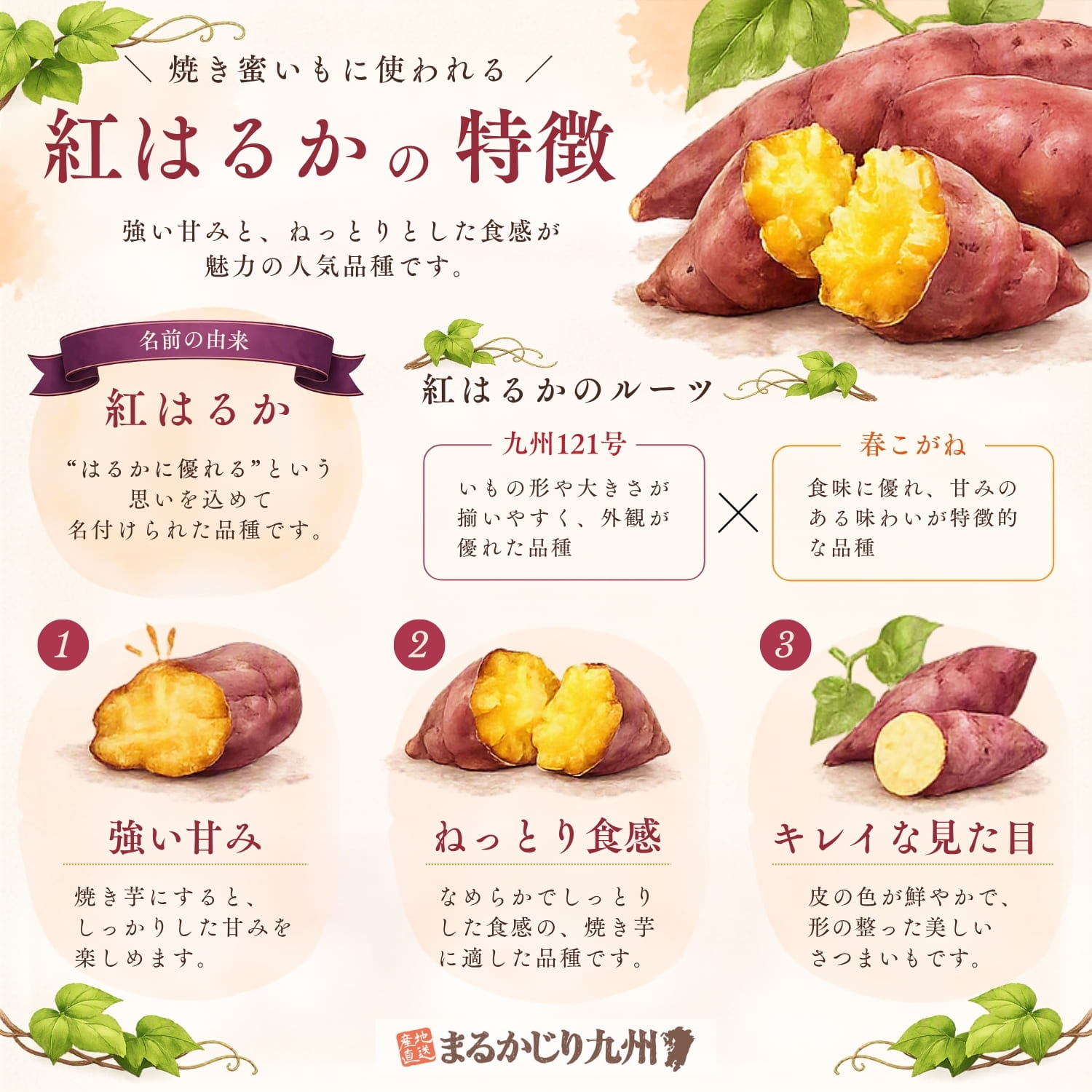紅はるかの特徴をまとめたインフォグラフィック