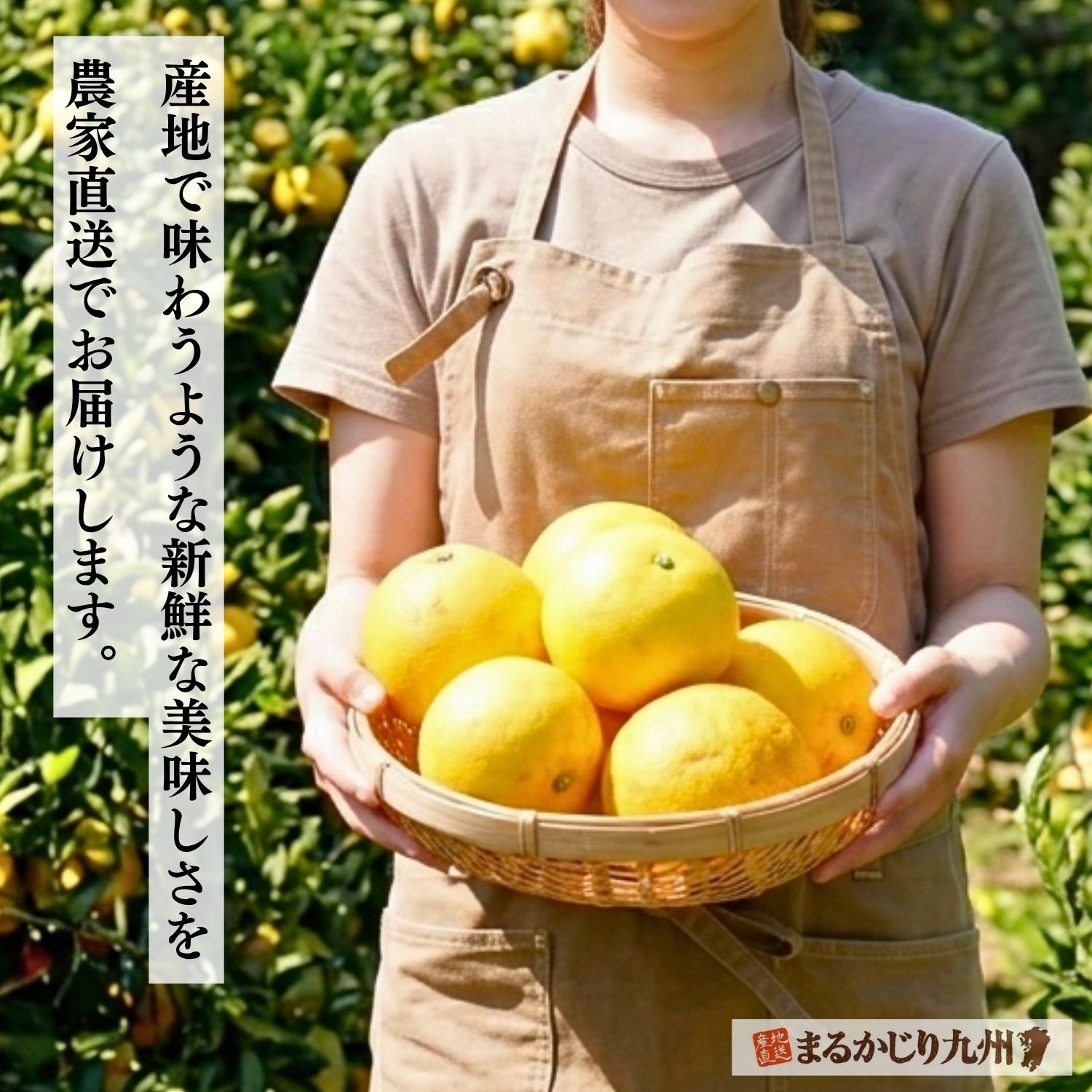 熊本県の農園から産地直送される河内晩柑