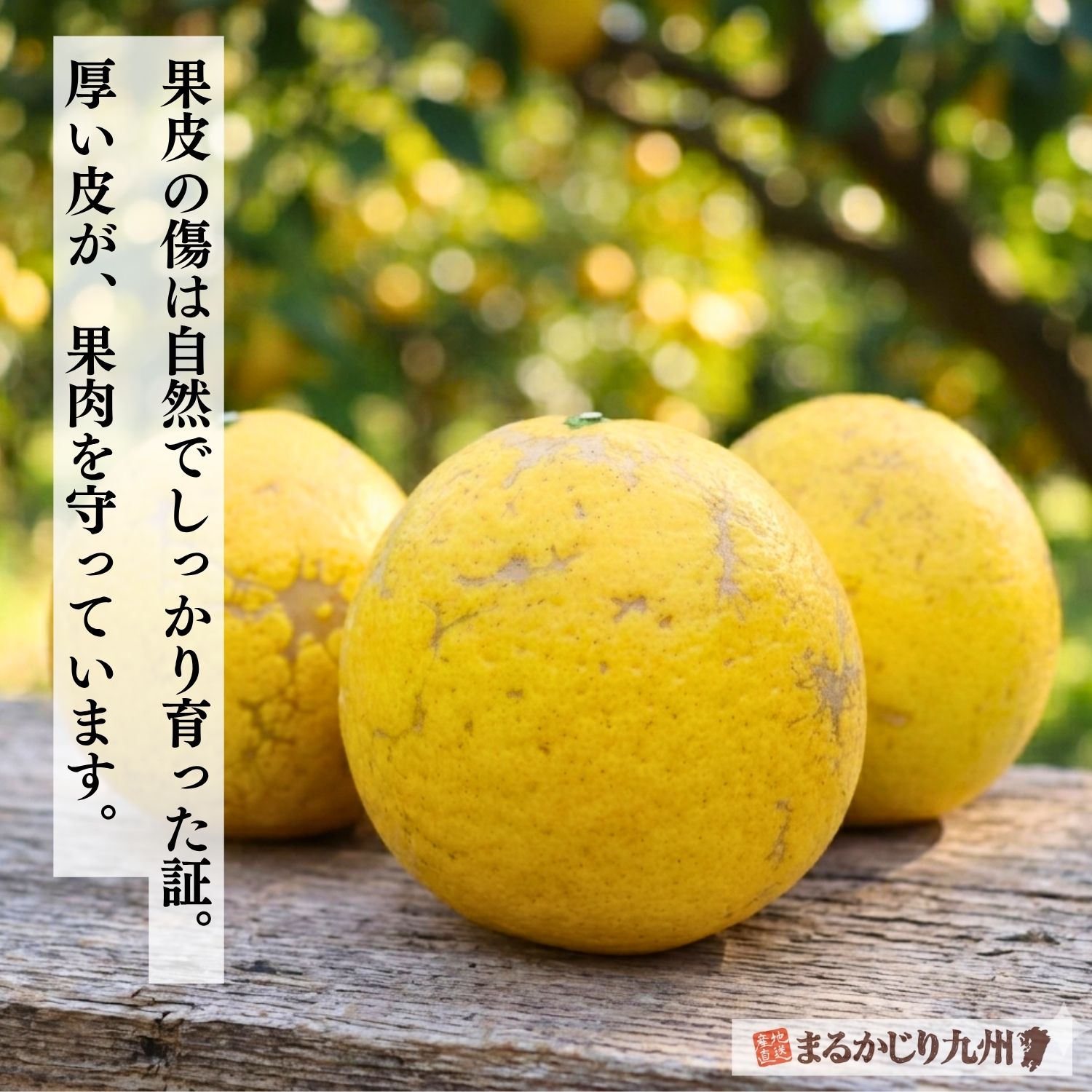 樹上完熟で育った河内晩柑の自然な果皮の傷