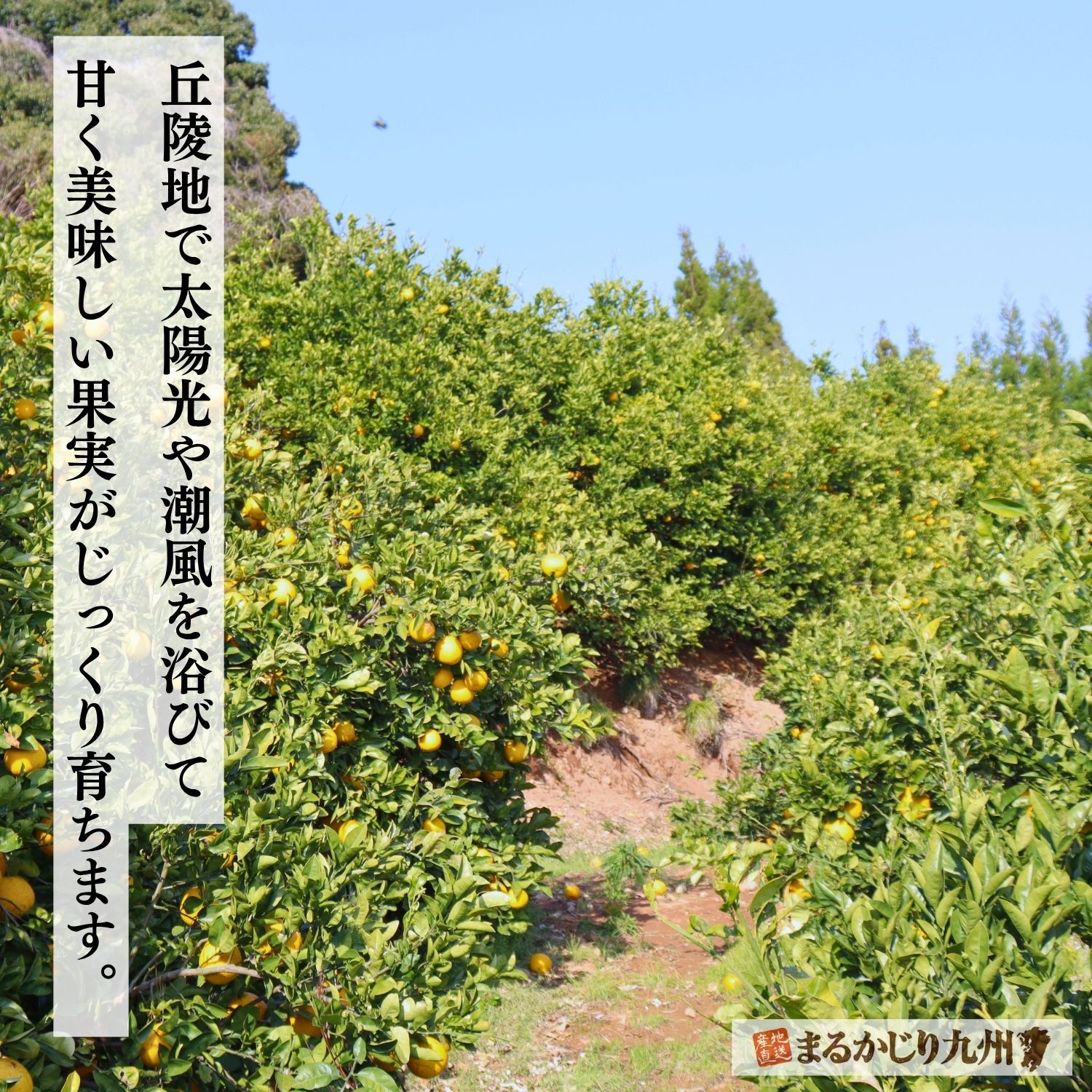 熊本県三角町に広がる河内晩柑の柑橘畑