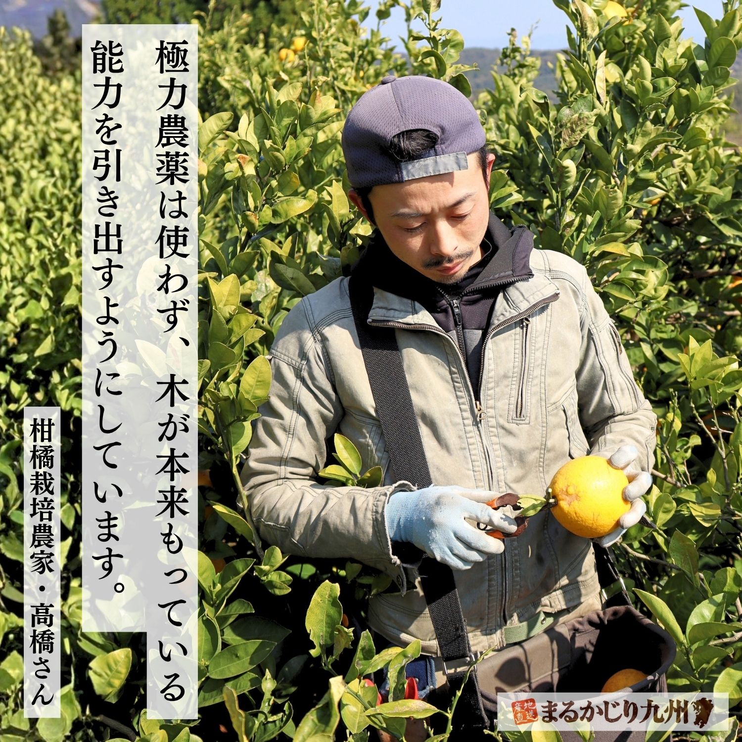 河内晩柑の葉の状態を確認しながら栽培管理を行う髙橋果樹園の生産者