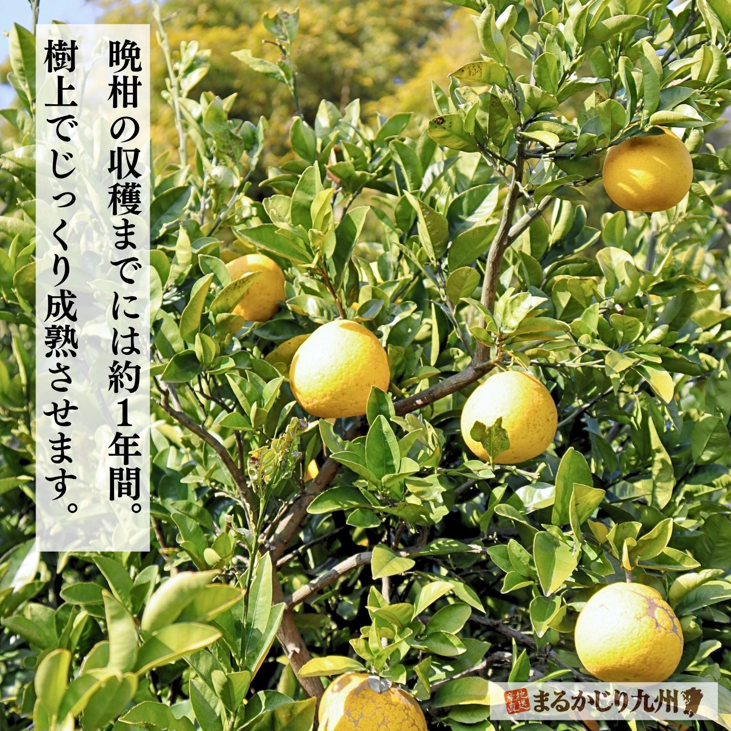 樹上で約1年かけて完熟する河内晩柑