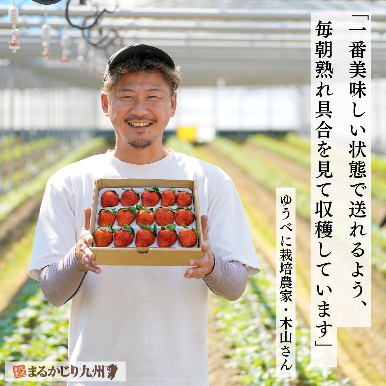 熊本県でブランドいちご「ゆうべに」を栽培する契約農家の木山さん