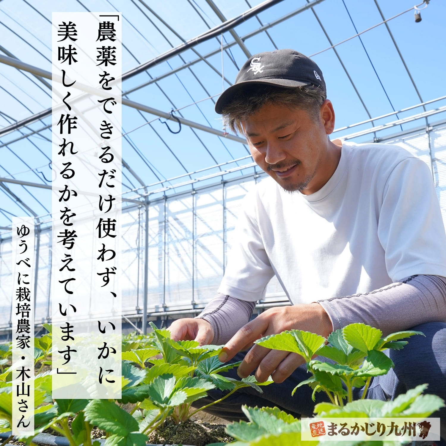 熊本県でゆうべにを栽培する契約農家の木山さん