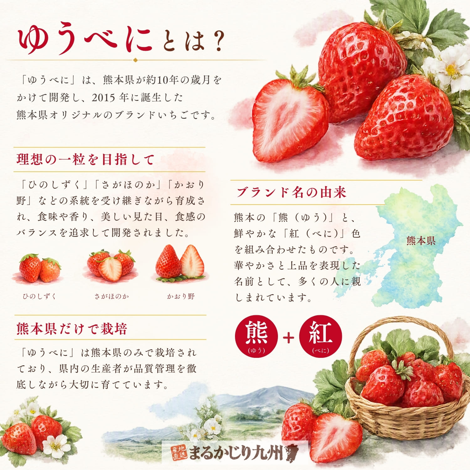 熊本県オリジナルブランドいちご『ゆうべに』の誕生や名前の由来を紹介したインフォグラフィック