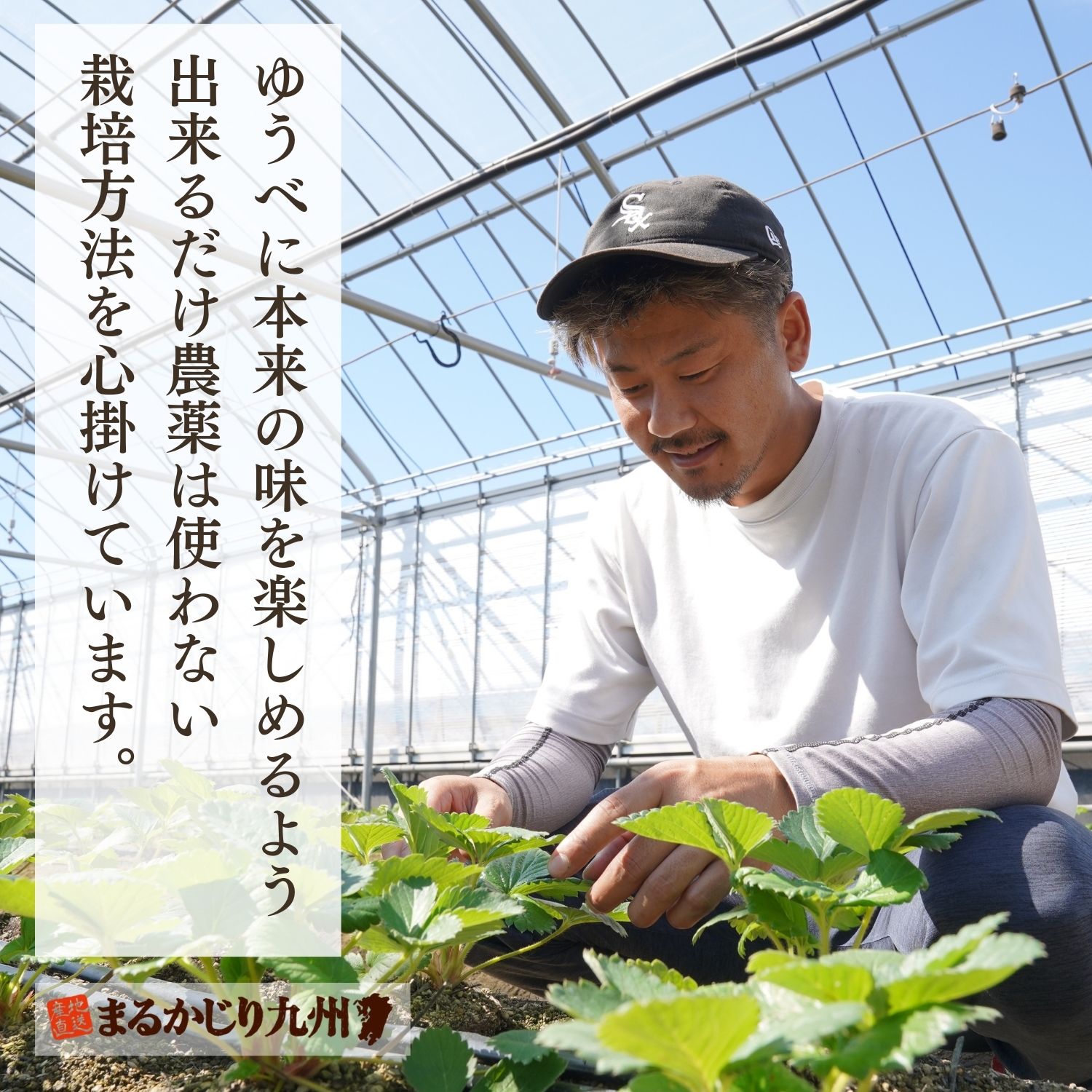 いちご農家3代目の木山さん。毎朝一粒ずつ熟れ具合を確認しています。ゆうべにの栽培方法に強いこだわりのある農家さん木山さんをはじめとしたベテラン農家さんから熊本のブランドいちご品種・ゆうべにをお届けします