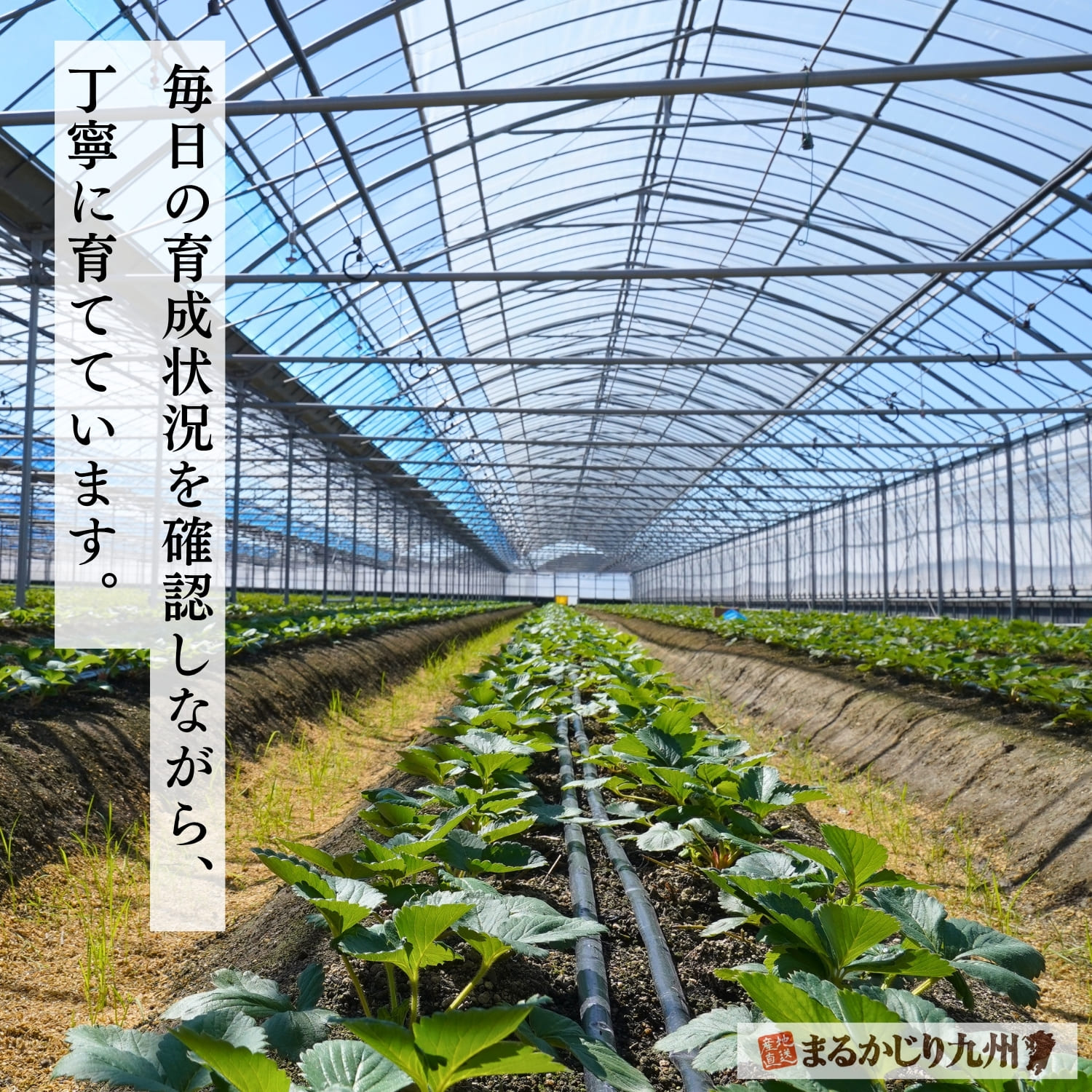 熊本県でゆうべにイチゴを栽培する契約農家のハウス