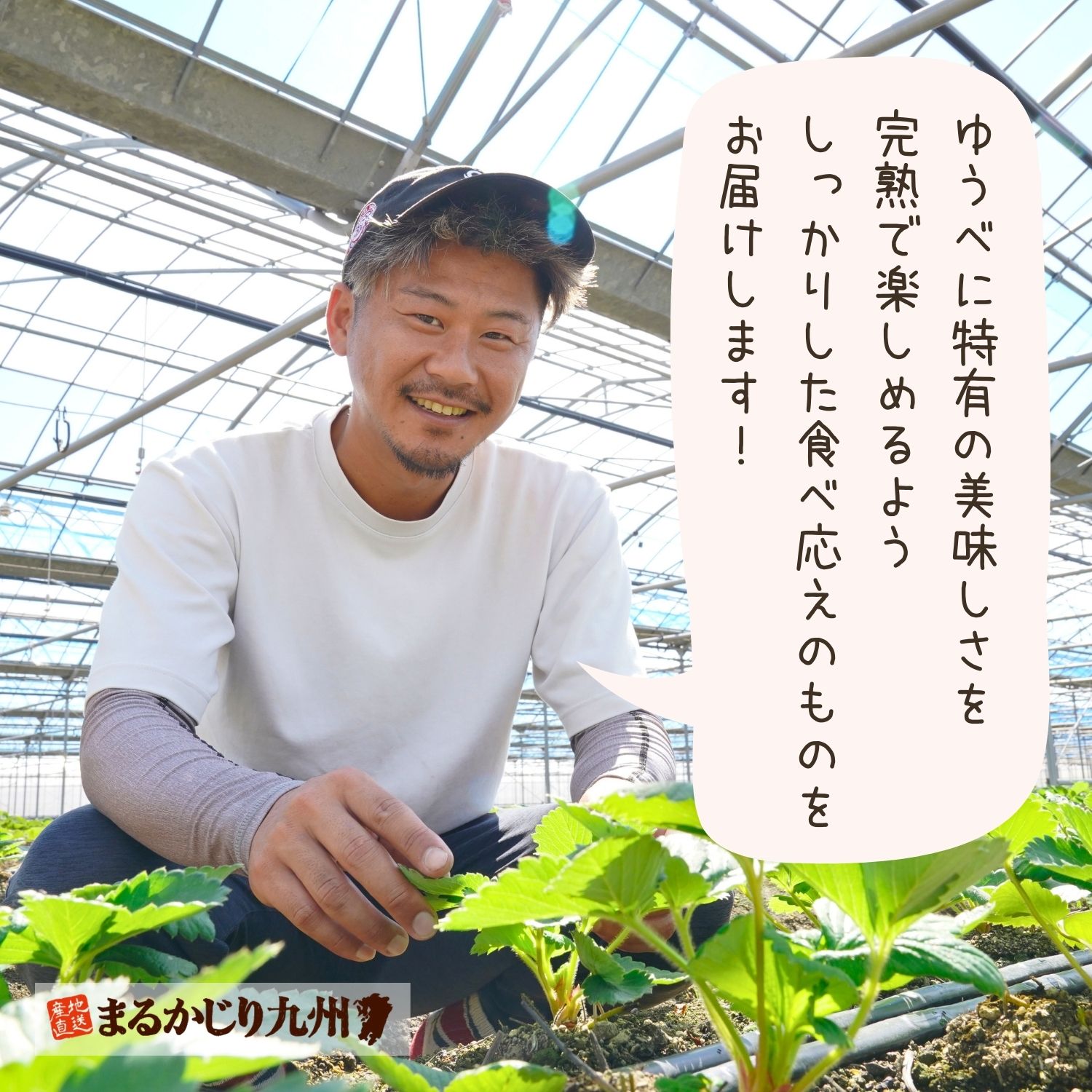 完熟の苺がご自宅で楽しめるよう一番美味しい状態でお届けします