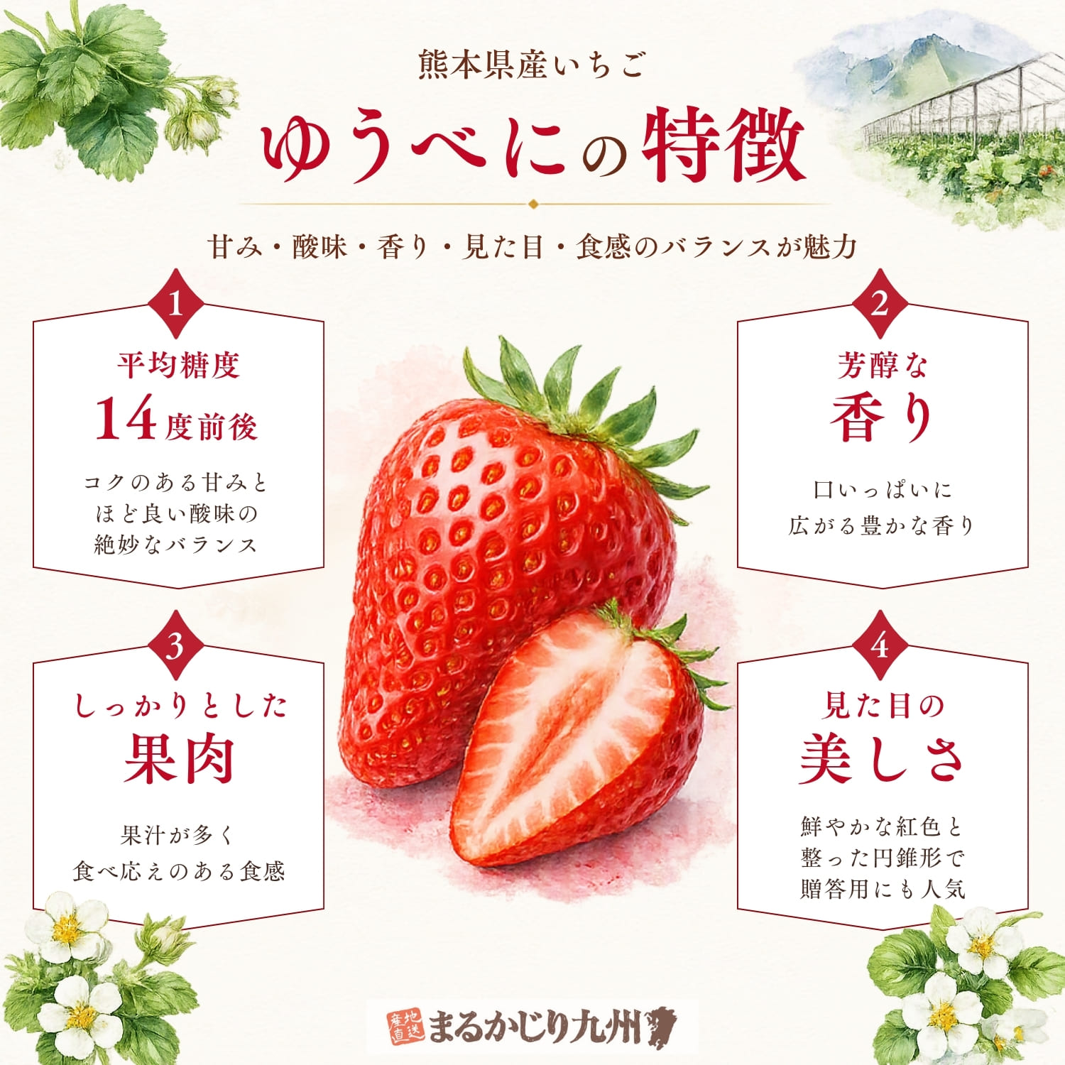 熊本県産イチゴゆうべにの特徴を紹介したインフォグラフィック