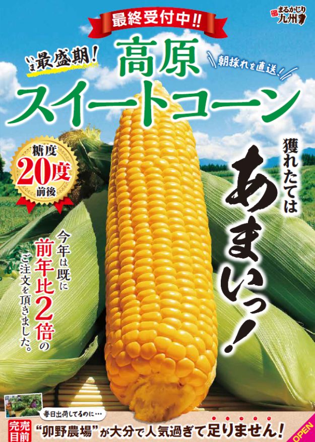 【高原スイートコーン】大分県竹田市菅生の卯野農場より、甘いとうもろこしを数量限定、朝採り直送でお届け