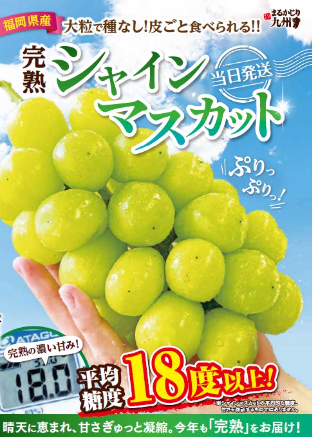 【シャインマスカット】九州産の完熟シャインマスカットをお取り寄せ