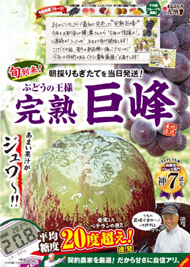 【巨峰】福岡県田主丸より美味しい旬のぶどうをお取り寄せ「朝採り完熟巨峰」