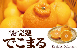 佐賀特産 完熟でこまる