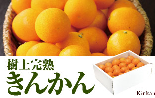 樹上完熟きんかん