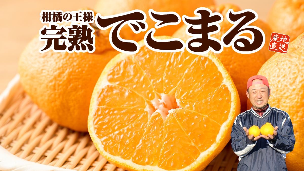 九州産 完熟でこまる 不知火