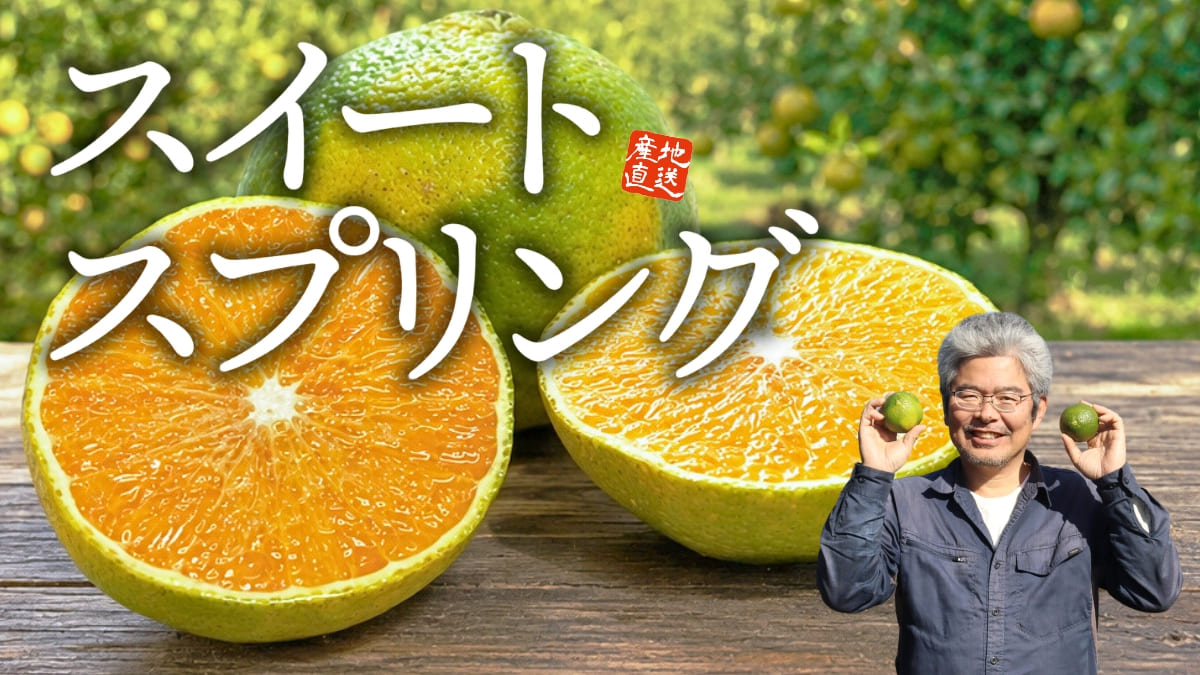佐賀県産 完熟スイートスプリング
