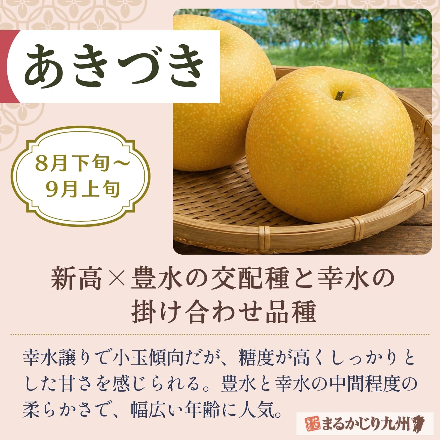 伊万里梨 あきづきの特徴と魅力