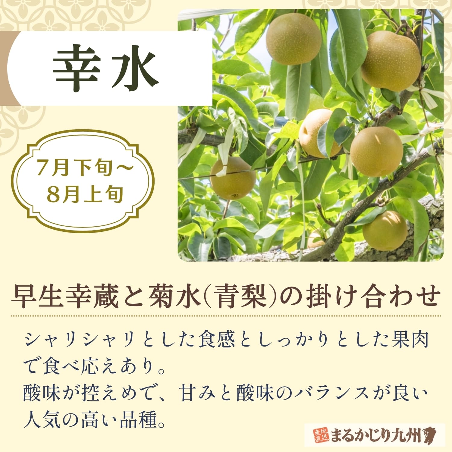 伊万里梨 幸水の特徴と魅力