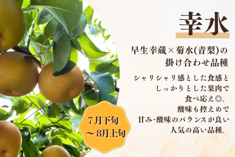 伊万里梨の幸水の品種の特徴