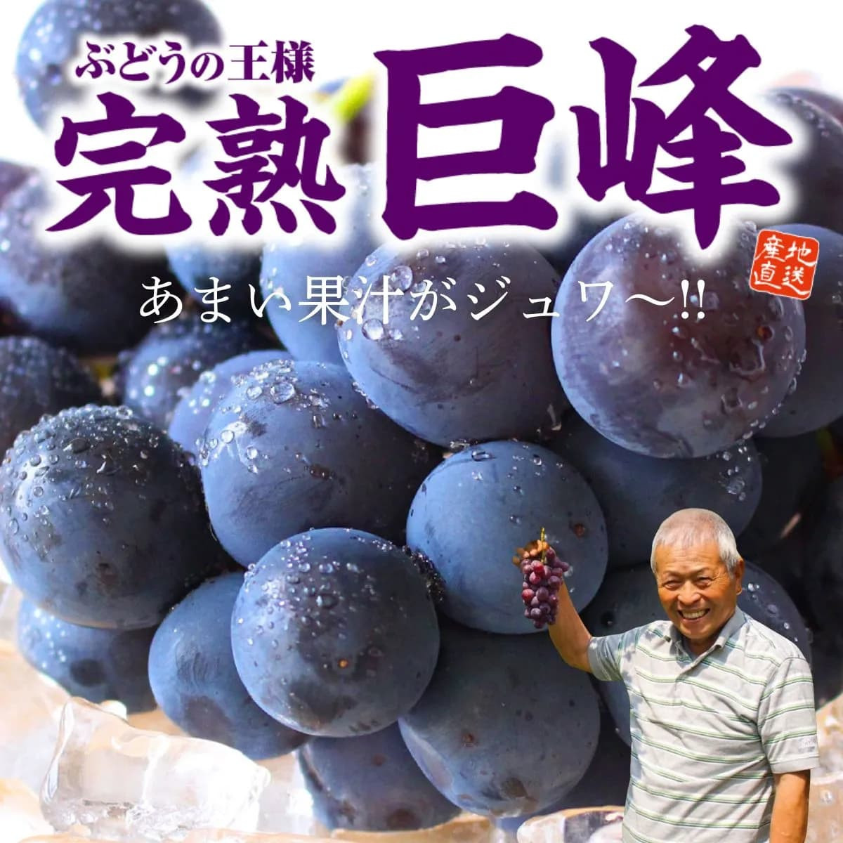 福岡特産「朝採り完熟巨峰」（約1.5kg）