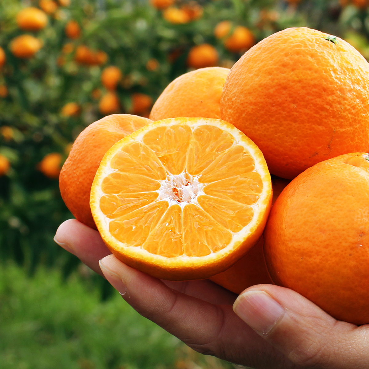 【定期お届け便12月】佐賀県産「クレメンティン」（約2kg）