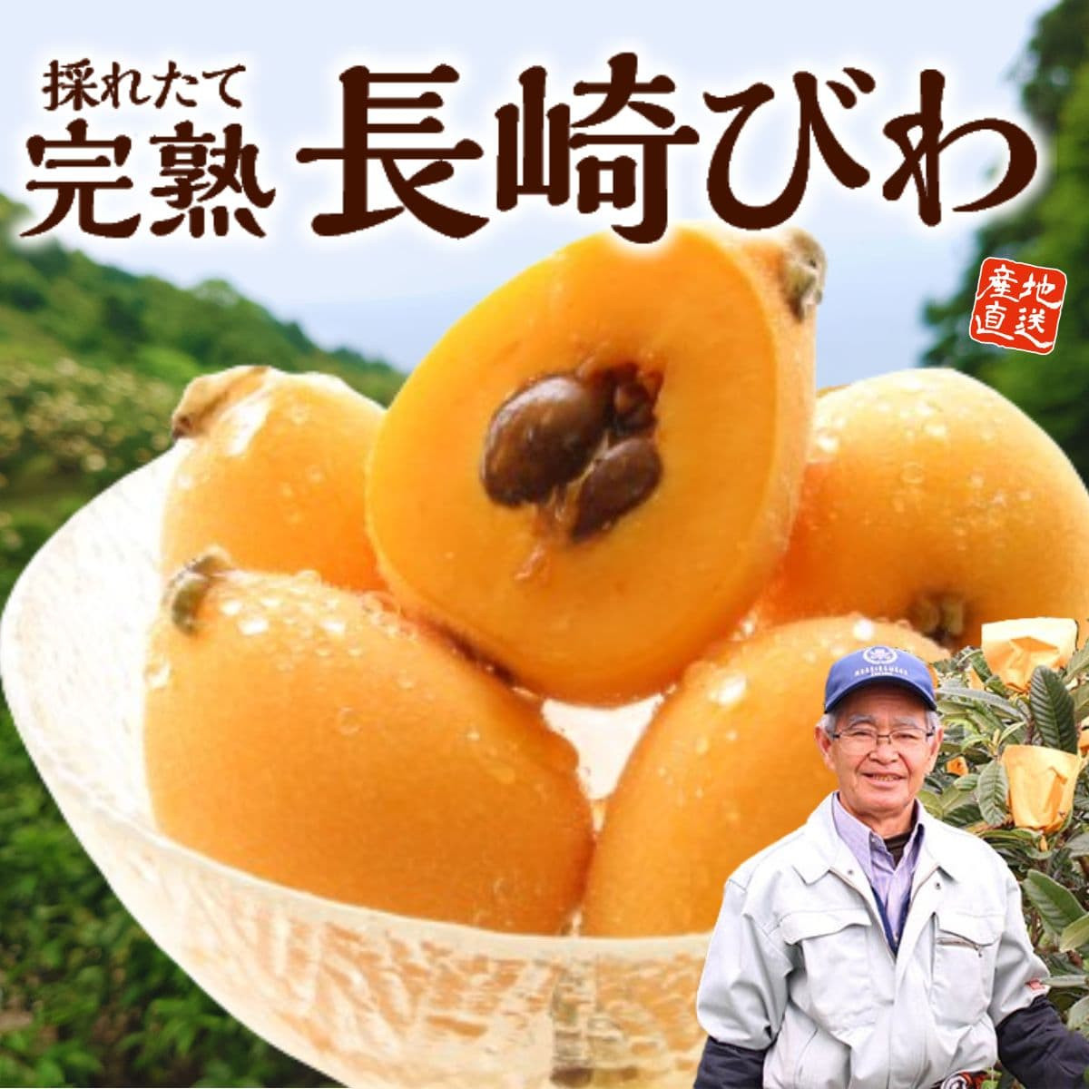 【定期お届け便5月】完熟「長崎びわ」1箱（約500g・Lサイズ12玉入)