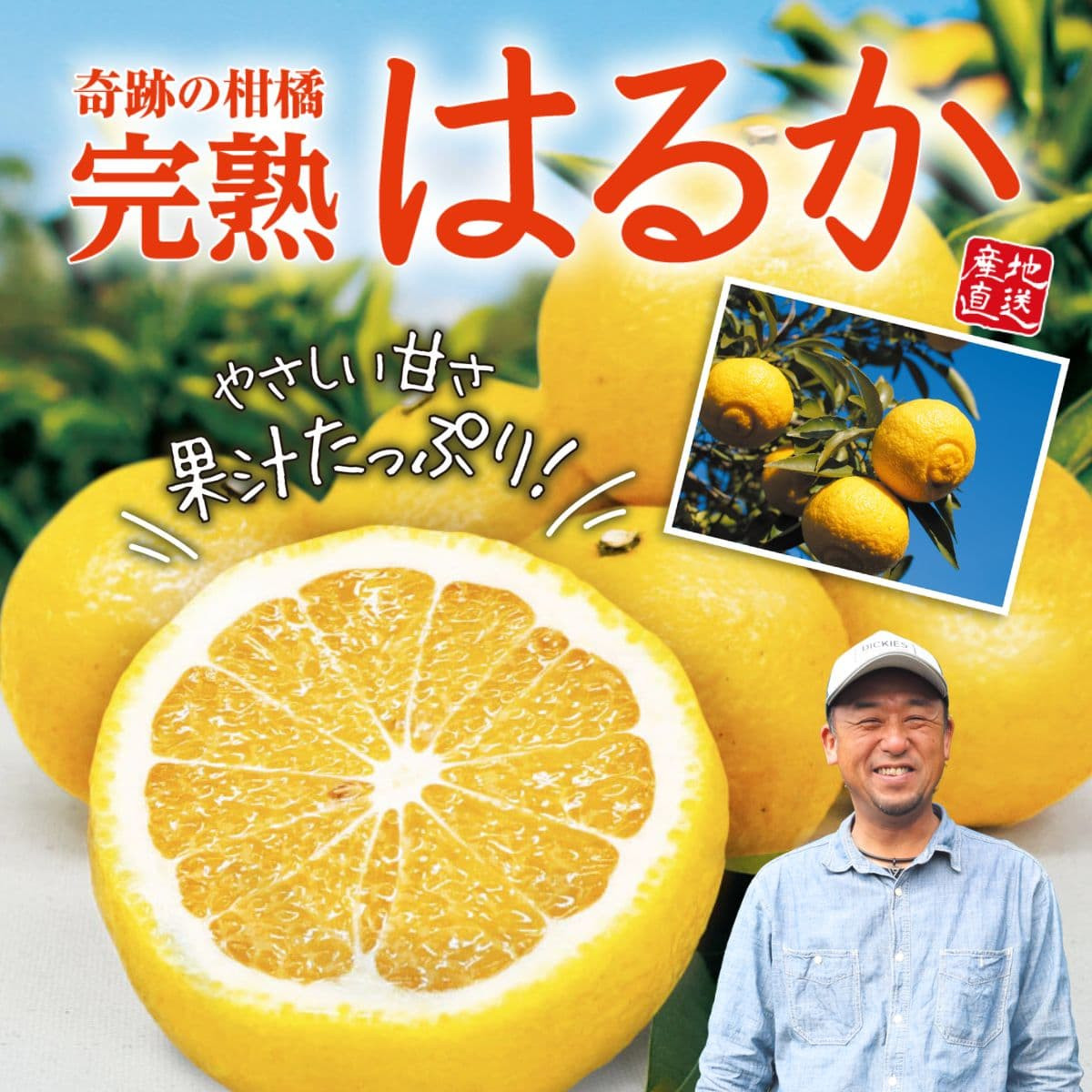 佐賀県産「完熟 はるか」（約２kg）