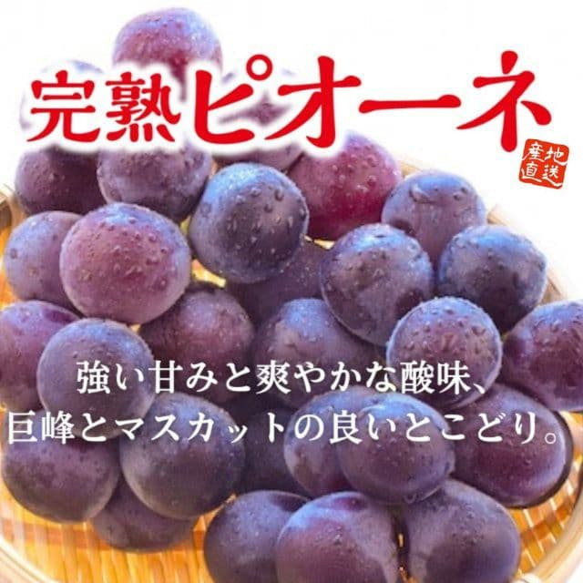 福岡県産「完熟ピオーネ」（約1.2kg）