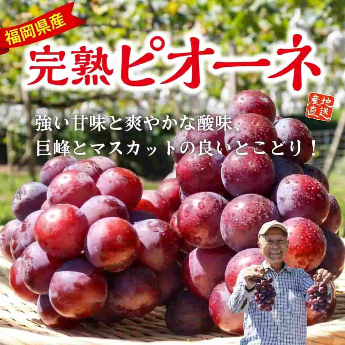 福岡県産「完熟ピオーネ」（約1.2kg）