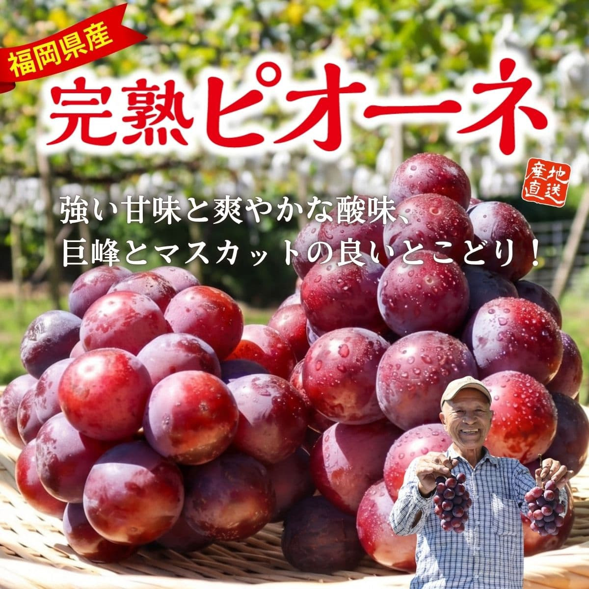 福岡県産「完熟ピオーネ」（約1.2kg）