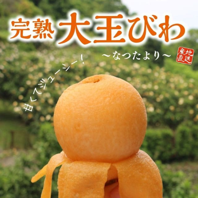 長崎特産完熟大玉びわ「なつたより」（約500g・9玉入）