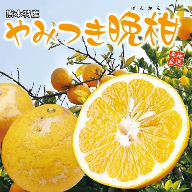 熊本県産「やみつき晩柑」（約２kg）