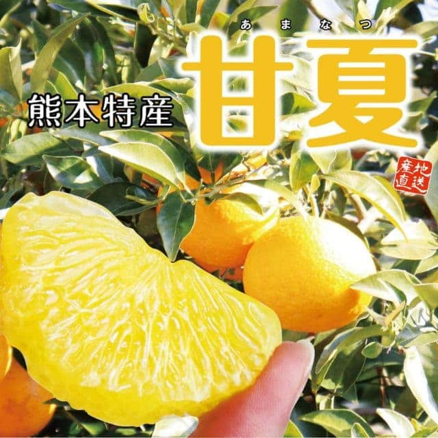熊本県産「甘夏」（約２kg）