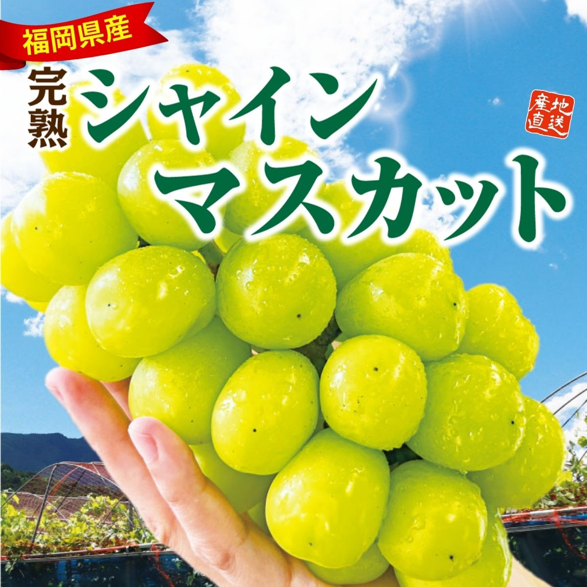 福岡県産「完熟シャインマスカット」（約800g以上）