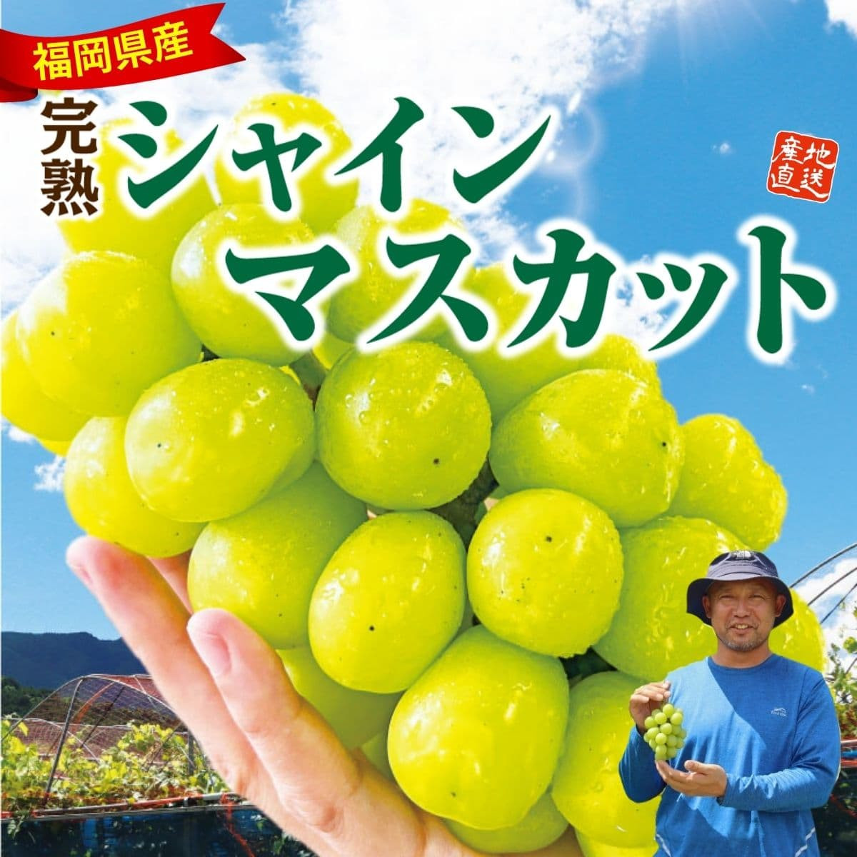 福岡県産「完熟シャインマスカット」（約800g以上）