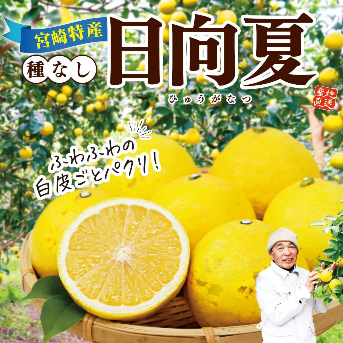 宮崎県産「日向夏」（約1kg）