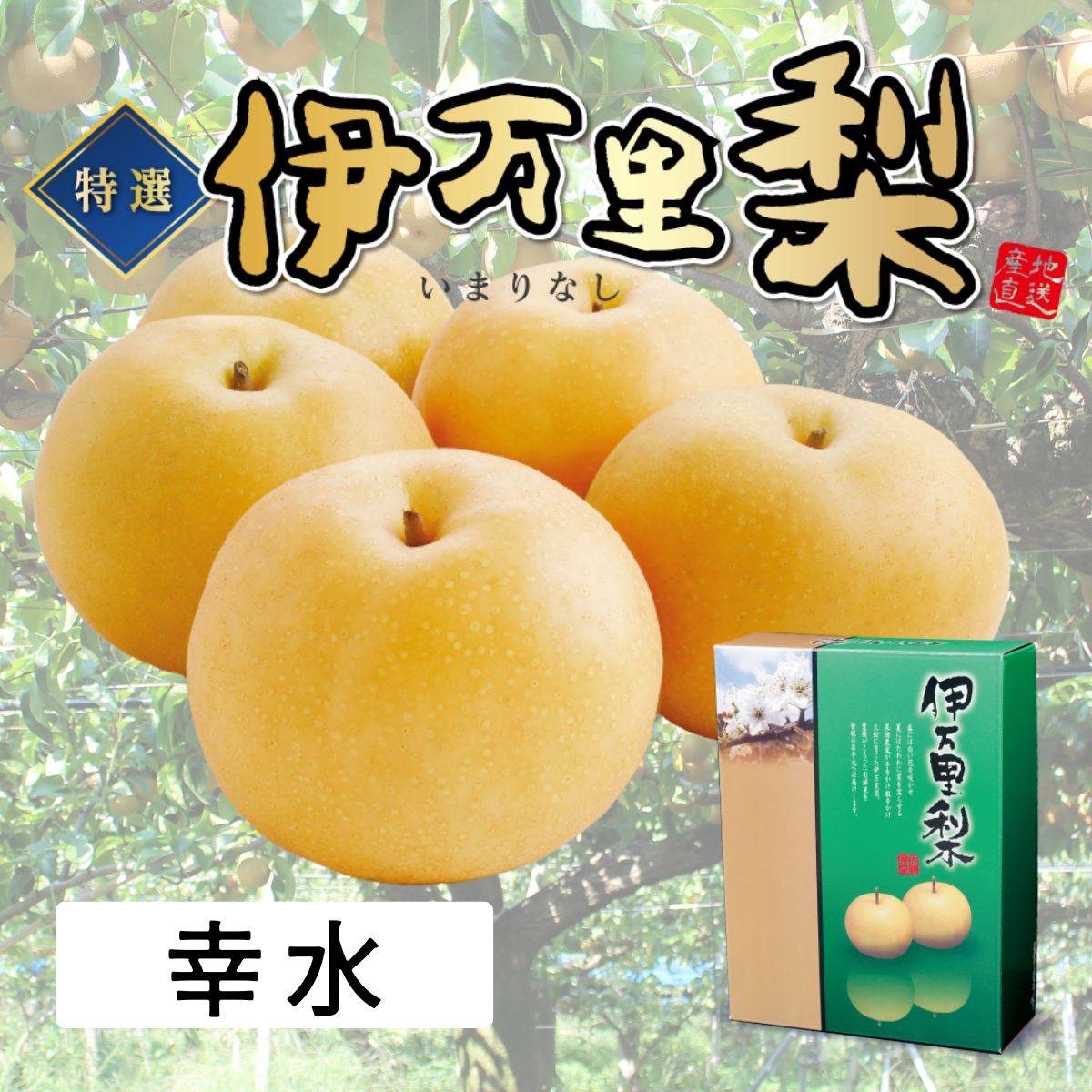 佐賀県産　特選「伊万里梨」（幸水）（約2.5kg）
