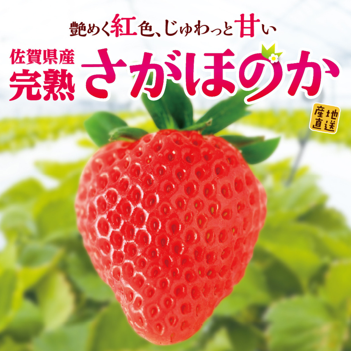 佐賀県産「さがほのか」1箱（約400g）