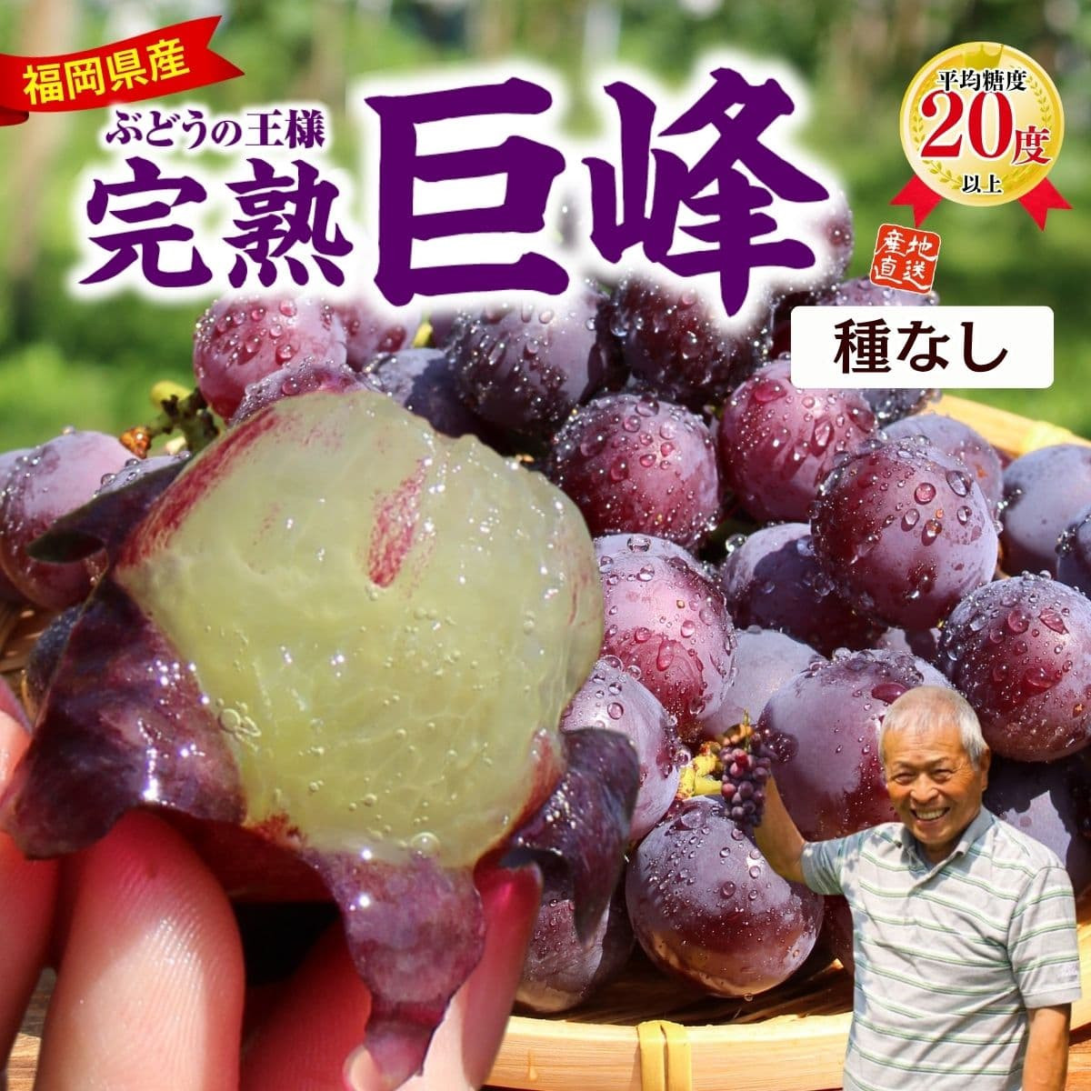 【定期便8月】【種なし】福岡特産「朝採り完熟巨峰」（約1.5kg）