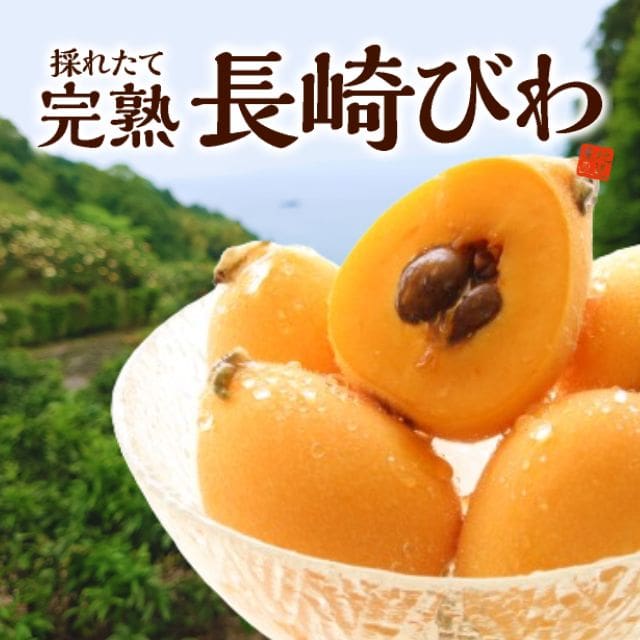 長崎県産「完熟長崎びわ」（約500g・12玉入）
