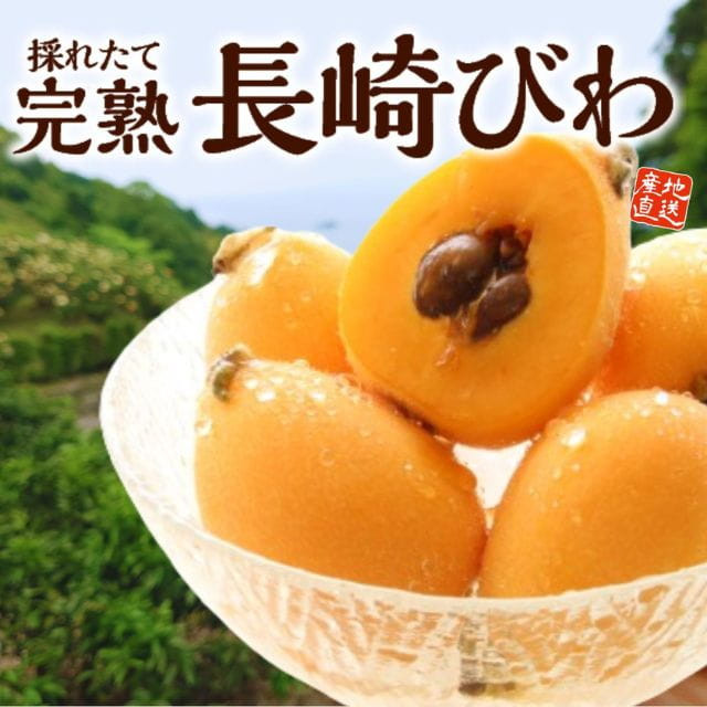 長崎県産「完熟長崎びわ」（約500g・12玉入）